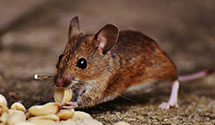 24 Hour & Emergency Exterminators in Lewiston, ME